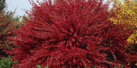 Metla boskop rubin: zimska otpornost, sadnja i njega, recenzije